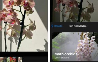 Today I learned you can identify plants and flowers using just your iPhone camera