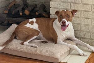 Turn Your Pet Photos Into Cute iPhone Emoji in a Few Easy Steps