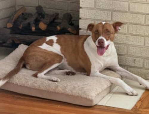 Turn Your Pet Photos Into Cute iPhone Emoji in a Few Easy Steps